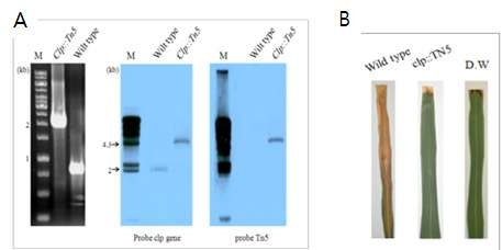 PCR and Southenn blot confirmation (A) of transposon insertion in xoclp::Tn5 and its pathogenicity