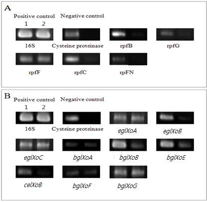 RT-PCR analysis of xoclp regulated genes