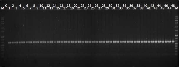 PCR assay for reaffirmation of transposon insertion in Xoo mutant strains. M, l kb ladder (TNT Research); C, WT strain; lanes 1-48, mutant strains.