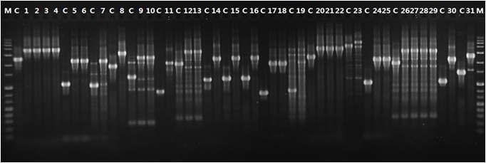 PCR assay for reaffirmation of transposon insertion in the genes. M, l kb ladder (TNT Research); C, WT strain; lanes 1-31, mutant strains.