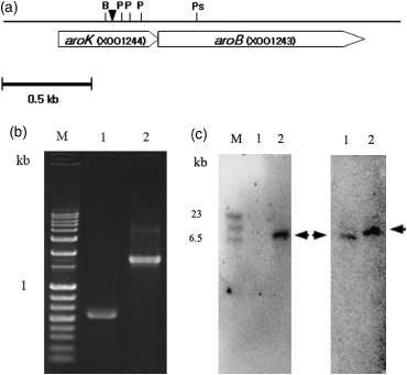 Molecular analysis and genetic mapping of the aroK and aroB genes in the mutant M11 strain. The solid triangle indicates the site of the Tn5 transposon insertion. The restriction sits for BamHI (B), Pvull (P) and PstI (Ps) are also indicated (a). PCR assay and Southern hybridization analysis for reaffirmation of transposon insertion in the aroK gene. M, 1 kb ladder; lane 1 WT strain; lane 2, M11 (b, c).