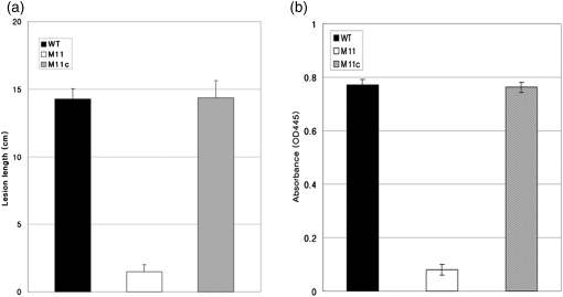 Virulence (a) and pigment product (b) assay of the WT, M11 and M11c strains. The assay was performed three times, and the averages and SDs of the lesion length and pigment production were calculated for each repetition of the experiment.