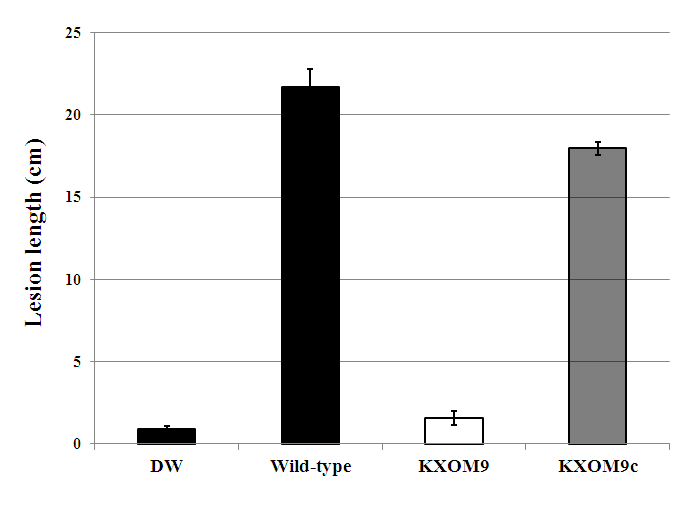 Virulence assays of X . oryzae pv. oyrzae strains on the susceptible rice cultivar IR24. Lesion lengths were measured 3 weeks after inoculation. DW was used as control.