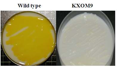 Phenotypic change of X anthomonas oryzae pv. oyrzae by mutation