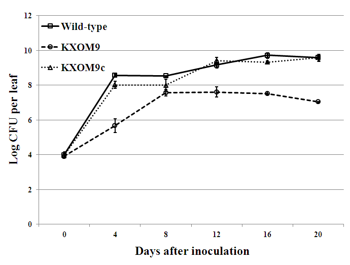 I n planta growth of X . oryzea pv. oryzae strains on rice leaves after inoculation. Bacterial numbers were determined every four days after inoculation.