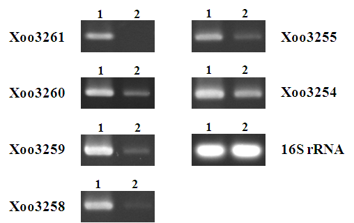 RT-PCR assay of 7 genes of the wild-type (lane 1) and KXOM9 strains (lane 2). Xoo3261, aroC Xoo3260, 2-hydroxyacid dehydrogenase Xoo3259, asd Xoo3258, FimV Xoo3255, truA Xoo3254, trpF and 16S rRNA gene.