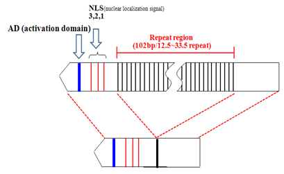 Construction of avrBs3/ PthA mutant (avrΔRNI) of Xanthomonas oyrzae pv. oryzae.