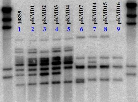 Southern hybridization analysis of deletion mutant strains of X anthomonas oyrzae pv. oryzae KACC10859