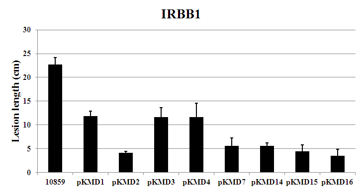 Virulence assays of deletion mutant strains of X anthomonas oryzae pv. Oryzae KACC10859 on adult rice plants. Each strain was inoculated by leaf clip onto rice IRBB1.