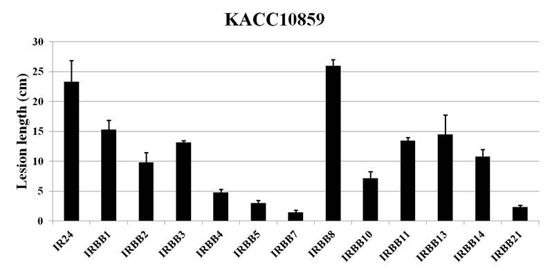 Virulence phenotype of X anthomonas oryzae pv. oryzae KACC10859 in near isogenic lines of rices