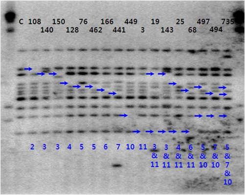 Southern hybridization analysis of deletion mutant strains of X anthomonas oryzae pv. oryzae HB04174