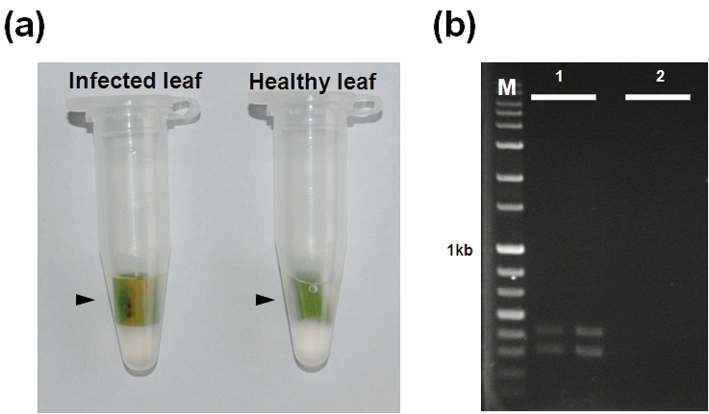 Preparation of rice leaf sample for direct PCR assay (a). Agarose gel electrophoresis of PCR products amplified from exudates of rice leaf (b). Arrows identify the infected and healthy leaf sections in distilled water. M: size marker (1-kb ladder); lane 1: infected leaf; lane 2: healthy leaf.