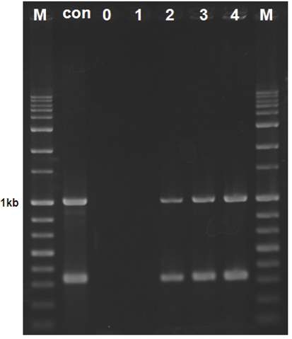 PCR assay for pathogen detection in rice leaf samples up to 4 days after inoculation (DAI). M: size markers (1-kb ladder); con: control, Xoo gDNA (50 ng/μl); lanes 0 to 4: leaf samples, 0 to 4 DAI, respectively.