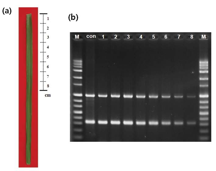 An artificially infected rice leaf 4 days after inoculation (a) PCR assay for detection of pathogen from different regions of infected rice leaf sample (b). M: size marker (1kb ladder); con: control, Xoo gDNA (50ng ul-1): lane1 to 8: samples (1 to 8cm, respectively, from the lesion).