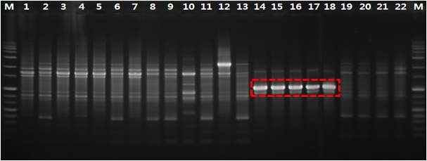 AFLP analysis of the races of Korean X anthomonas oryzae pv. oryzae using AFLP primer combinations