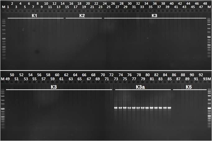 Agarose gel electrophoresis of PCR products amplified from X . oryzae pv. oryzae strains using the race-specific K3aF/K3aR primer set. M, size marker (1 kb ladder), lanes 1-93, XOO strains (numbers 1-93, respectively, in Table 4)