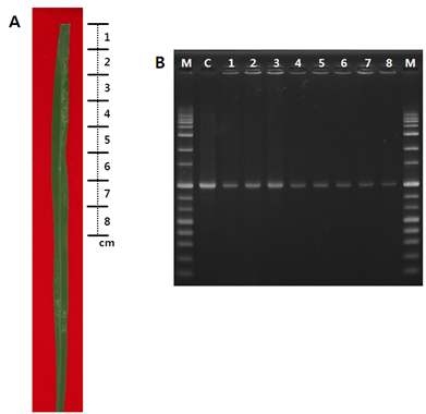 An artificially infected rice leaf 5 days after inoculation (a) PCR assay for detection of pathogen from different regions of infected rice leaf sample (b). M: size marker (1kb ladder); c: control, Xoo gDNA (50ng/μl): lanes 1 to 8: samples (1 to 8cm, respectively, from the lesion).