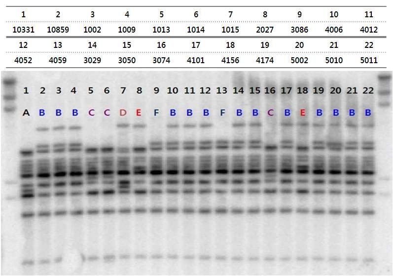 Southern hybridization analysis of X anthomonas oryzae pv. oryzae strains.