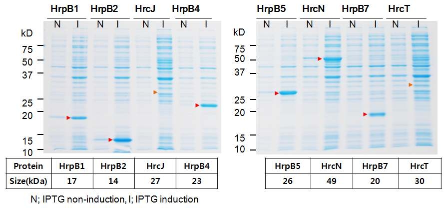 X oo hrpB operon 유전자의 E . coli 과발현