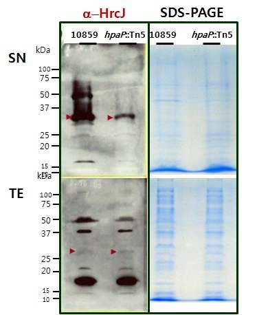 Western blot을 이용한 HrcJ 분비 확인
