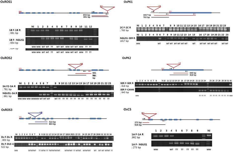 T-DNA/Ds 삽입변이체 genotyping