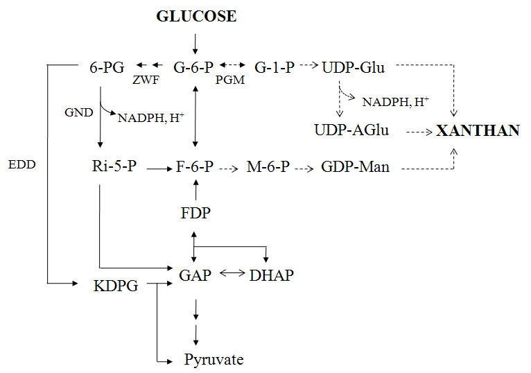 Proposed pathway for xanthan biosynthesis in X .oryzae. Straight and dotted arrowsre present the catabolic and anabolic pathways, respectively. Abbreviations: G-6-P, glucose-6-phosphate; F-6-P, fructose-6-phosphate; FDP, fructose-1,6-bisphosphate; DHAP, dihydroxyacetone-phosphate; GAP, glyceraldehydes-3-phosphate; 6-PG, 6-phosphogluconate; Ri-5-P, ribose-5-phosphate; KDPG, 2-keto-3-deoxy-6-phosphogluconate; G-1-P, glucose-1-phosphate; M-6-P, mannose-6-phosphate; UDP-Glu, UDP-glucose; UDP-AGlu, UDP-gluconate; GDP-Man, GDP-mannose; PGM, phosphoglucomutase; ZWF, glucose-6-phosphate dehydrogenase; GND, 6-phosphogluconate dehydrogenase; EDD, 6-phosphogluconate dehydratase.