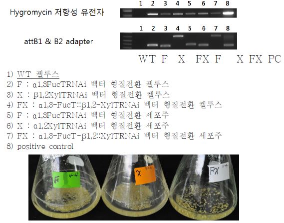 형질전환 화영벼 현탁배양 세포주(F, X, FX)