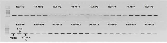 새롭게 제작된 배추 병저항성 및 뿌리 형질 발현유전자 연관 SNP 프라이머쌍의 PCR 증폭결과(Annealing 온도, 57℃), 2013