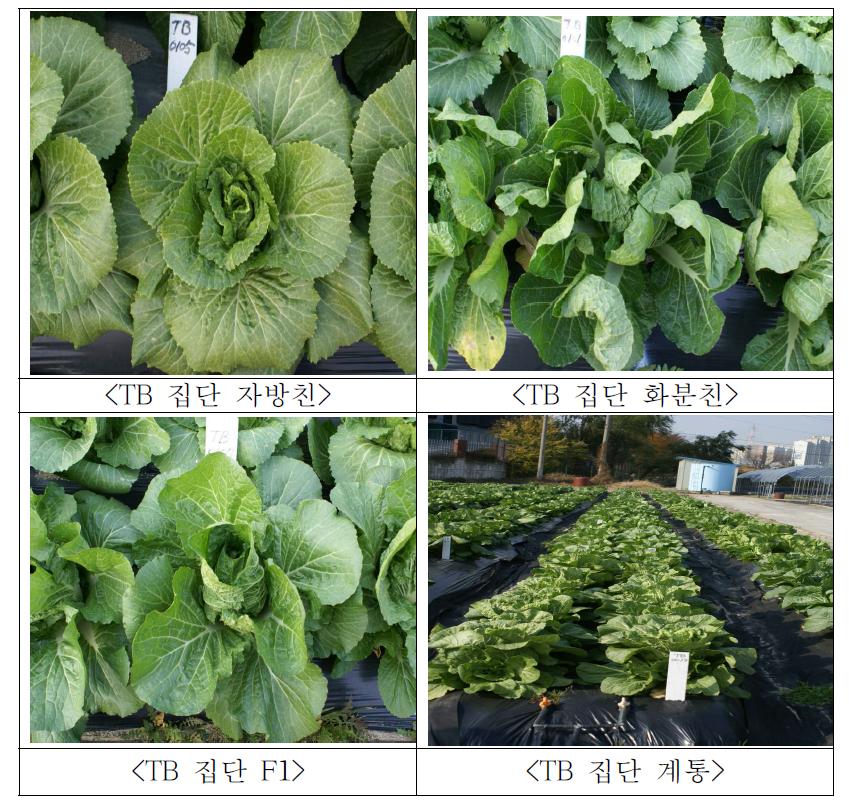 배추 유전자 지도 작성 및 QTL 분석을 위한 TB집단 식물체 사진(2011)