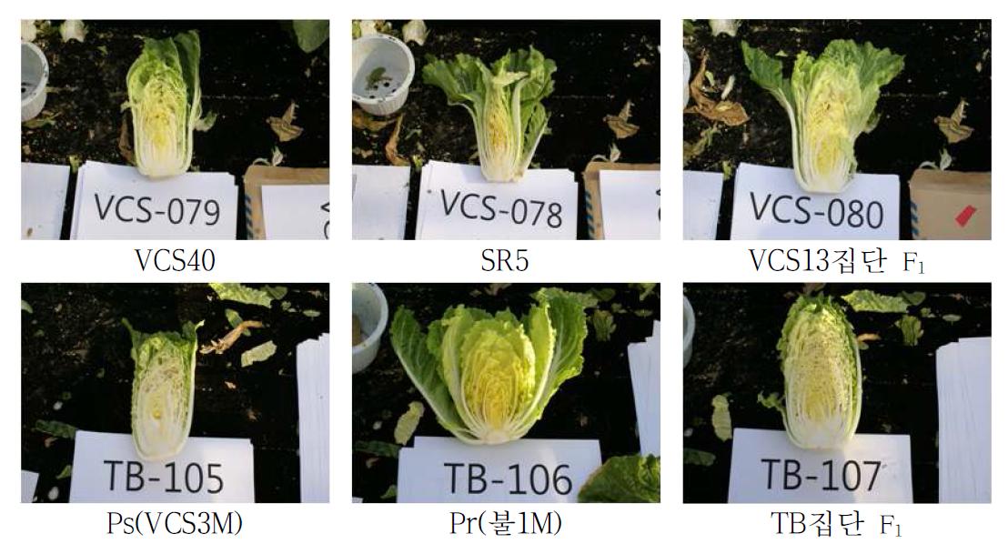 배추 VCS13집단과 TB집단의 식물체 종단면(2011)