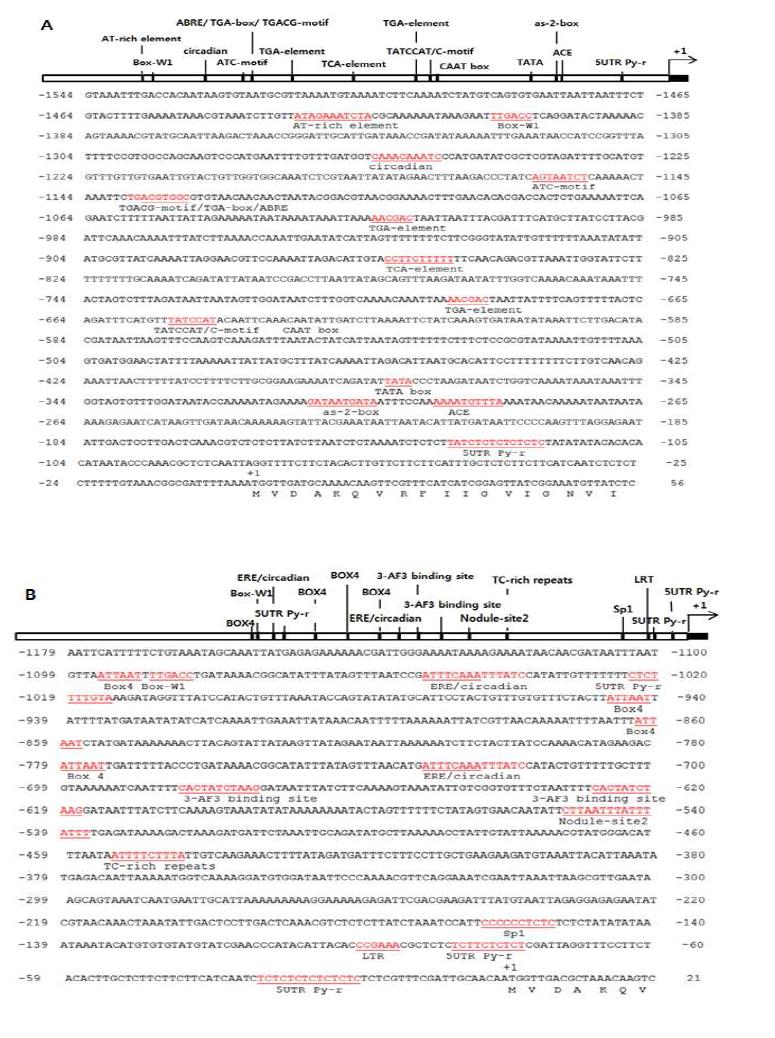 자성배우체 프로모터의 염기서열 및 cis-element 분석. A AtP260 프로모터. B: Br260 프로모터. +1 : 전사 시작코돈(translation initiation codon, ATG)