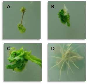 배추 형질전환 개체의 재분화. A: 캘러스 유도, B-C: 신초유도, D: 뿌리유도