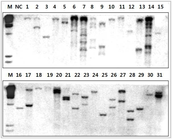 형질전환체의 도입유전자수 분석을 위한 Southern 분석. M: λHindIII DNA ladder (BioIn, 한국). NC: 서울배추 Genomic DNA. 1-31: 배추 형질전환체