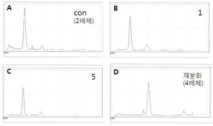 형질전환체를 대상으로 한 배수성 검정. A: 서울배추 대조구 (2n), B-C: 정상 배수성 (2배체) 형질전환체, D: 4배체 형질전환체.