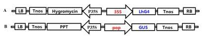 활성화유전자 벡터와 목적유전자 벡터 작성. A: 활성화 벡터. B: 리포터 벡터. LB: Right border. nos: Nos 터미네이터. Hygromycin: 하이그로마이신 저항성 유전자.P35S: Cauliflower Mosaic Virus 35S 프로모터. LhG4: 활성화 인자.Tnos: Nos 터미네이터, RB: Right border. PPT: Phosphinothricin 저항성 유전자. pop: 활성화 인자로 활성화 되는 프로모 터, GUS: GUS 유전자