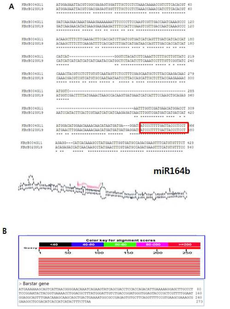 자성불임유도 유전자 합성 A: 자성배우체발달관련 유전자 절편을 이용한 microRNA 합성, B: 미생물의 nuclease inhibitor 유전자 (Barnase) 탐색과 염기서열 합성