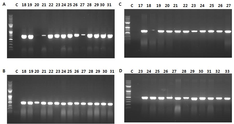 배추 공동형질전환체 도입유전자 검정을 위한 PCR. A-B: AtP 795프로모터와 Barnase가 동시에 도입된 이원적 전사수도시스템 카세트 공동형질전환체 분석, A: AtP 260/ km 벡터가 도입되어 nptI I 유전자 증폭(700bp). Ba/ hm 벡터가 도입되어 hpt 유전자 증폭(450bp). C: 대조구로 AtP 260벡터가 단독으로 도입되어 nptI I 유전자 증폭(700bp). D: 대 조구로 Ba/ hm벡터가 단독으로 도입되어 hpt유전자 증폭(450bp)