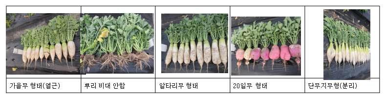 선발된 웅성불임 자원의 지상부 및 지하부