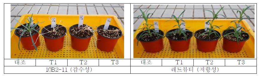 카네이션 육성계통 F . oxysporum f.sp. dianthi (DC2-19b-1)의 감수성 및 저항성