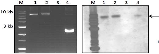 cDNA간의 hybridization