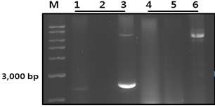 조직부위 및 온도별 dsRNA 발현양상.