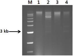 온도별 dsRNA 발현양상