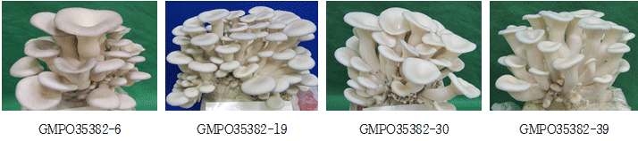 GMPO35382 선발단핵균주의 사진자료