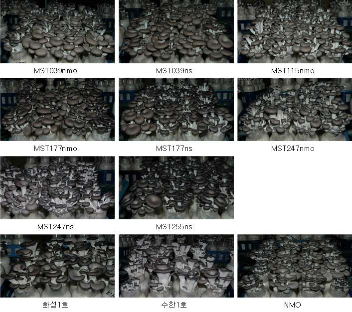 화성2호(MST247ns) 선발시험재배에서 주요 교배균의 생육장면(병재배)