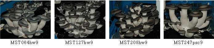 화성5호(MST247psc9) 선발시험재배에서 주요 교배균의 생육장면(상자재배)
