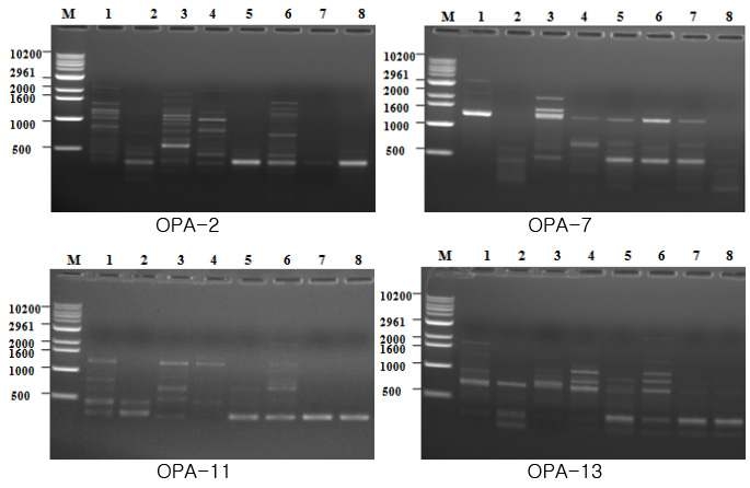OPA primer를 이용한 RAPD