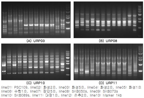육성균주 및 대조균주의 URP-RAPD