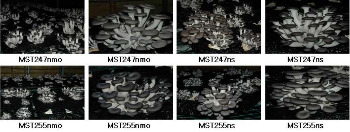 화성2호(MST247ns)를 포함한 4개 선발균주의 생육장면