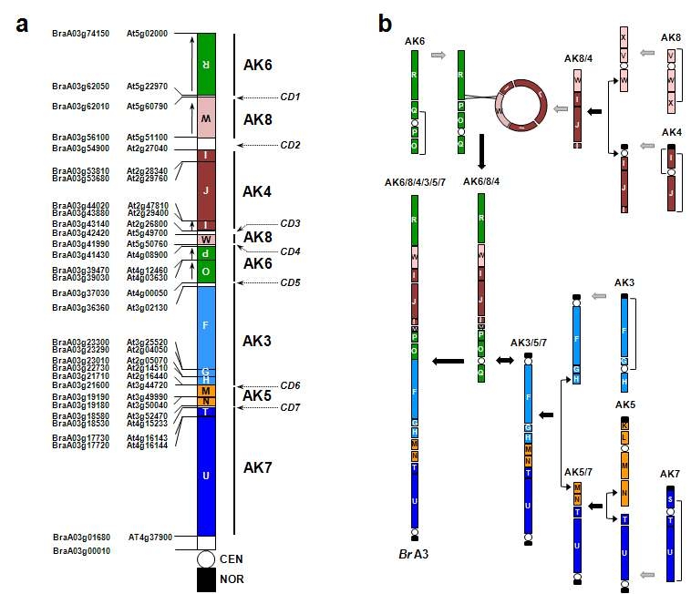 Ancestral karyotype으로부터 염색체 재조합을 통한 배추 2번 염색체의 형성