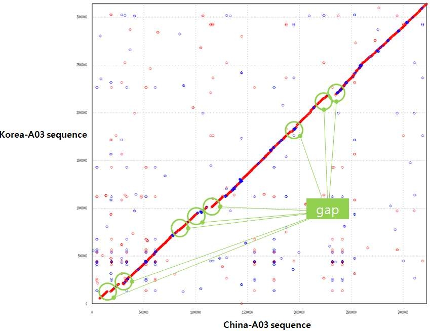 한국과 중국 염색체 A3의 유전체 서열 정렬 비교